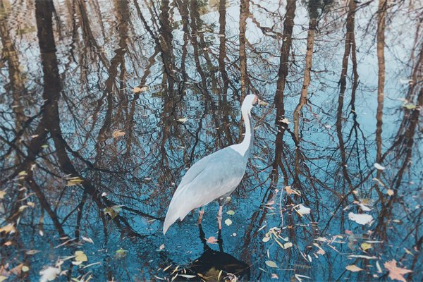2023澳大利亞四星大學留學費用