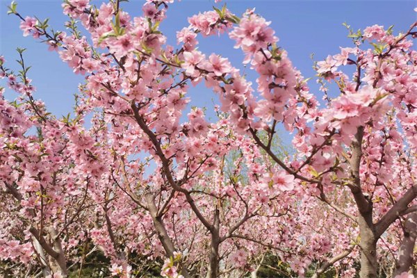 2023年英國獎學金申請流程有哪些