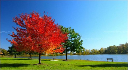 美國移民為什么會讓國人趨之若鶩