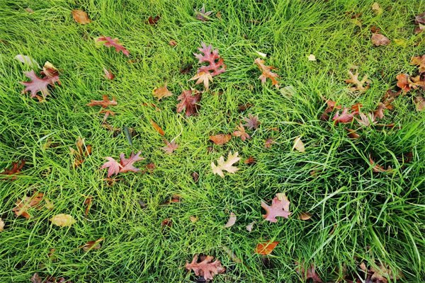 2023澳大利亞本科留學費用