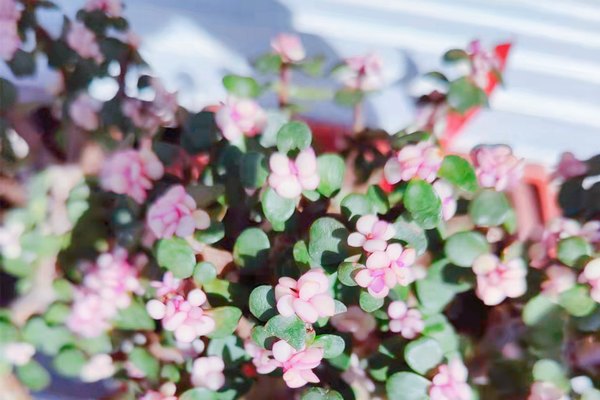 2023年在英國留學申請建議